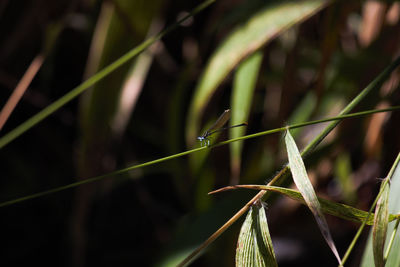 Close-up of insect on grass