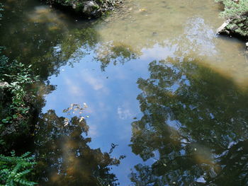 Reflection of trees in lake