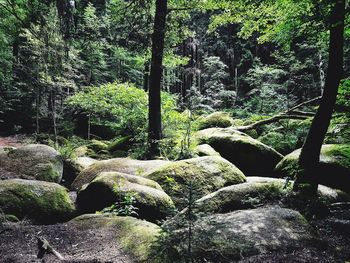 Trees growing in forest