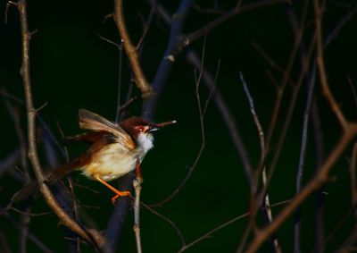 Close-up of bird perching on twig