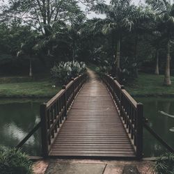 Boardwalk amidst trees