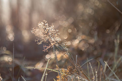 Close-up of dew on plant