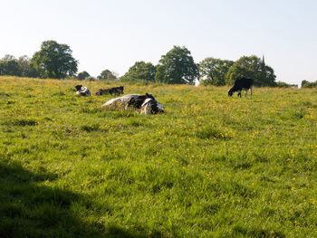 Sheep in a field