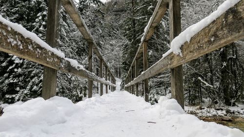 Snow covered trees