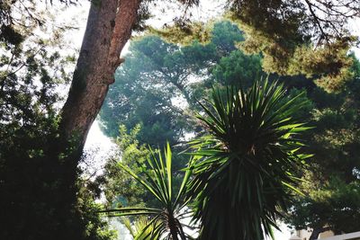 Low angle view of palm trees against sky