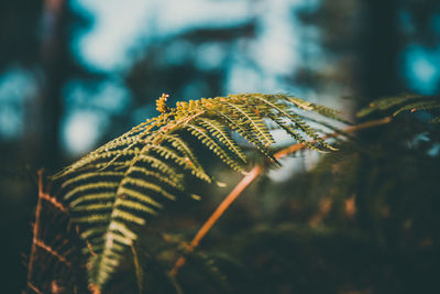 Close-up of fern leaves on tree