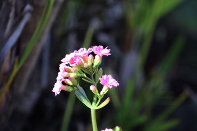 Close-up of pink flowering plant