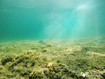 View of fish swimming underwater