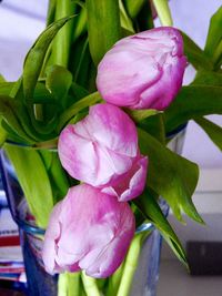 Close-up of pink rose flower