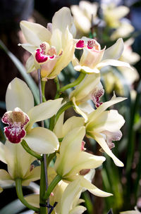 Close-up of white orchids