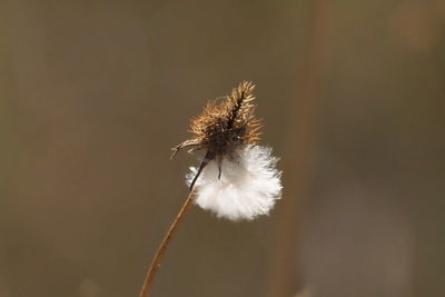 Close-up of wilted dandelion