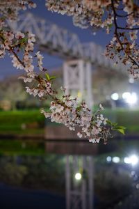 Close-up of apple blossoms in spring