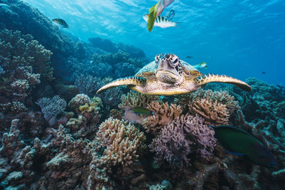 Green sea turtle pose close to the healthy coral reef in australia