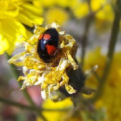 Close-up of bee pollinating on flower