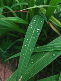 Close-up of raindrops on grass