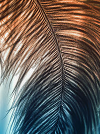 Detail shot of feather