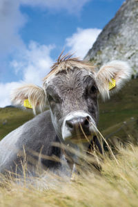 Close-up portrait of cow on field against sky