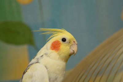 Close-up of a parrot