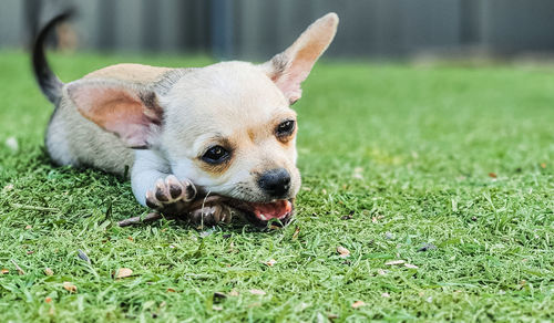 Close-up of dog on field