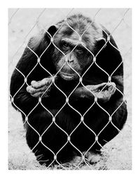 Close-up of animal eye