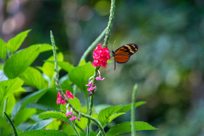 Close-up of butterfly pollinating on flower