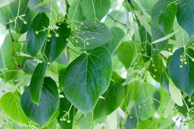 Full frame shot of green leaves