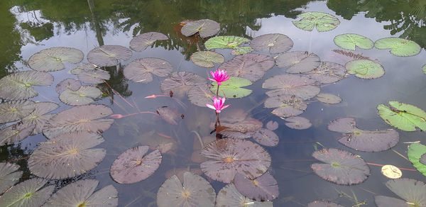 High angle view of purple water lily in lake
