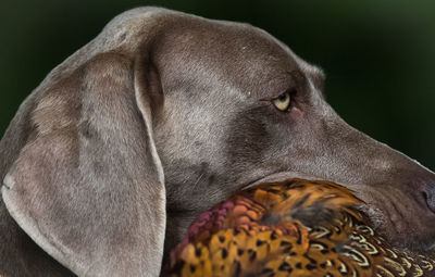 Close-up of weimaraner carrying bird in mouth