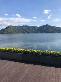 Yellow plants by lake against sky