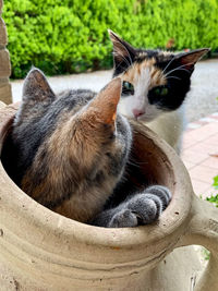 Close-up of cat resting