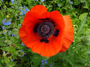 Close-up of red flower