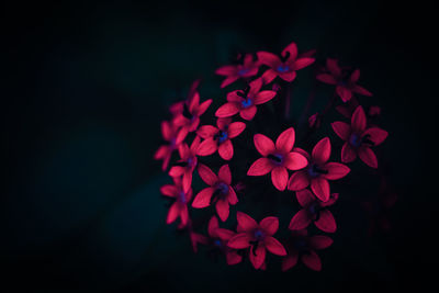 Close-up of pink flowering plant against black background