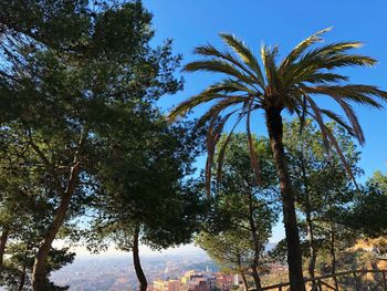 Low angle view of palm trees against sky