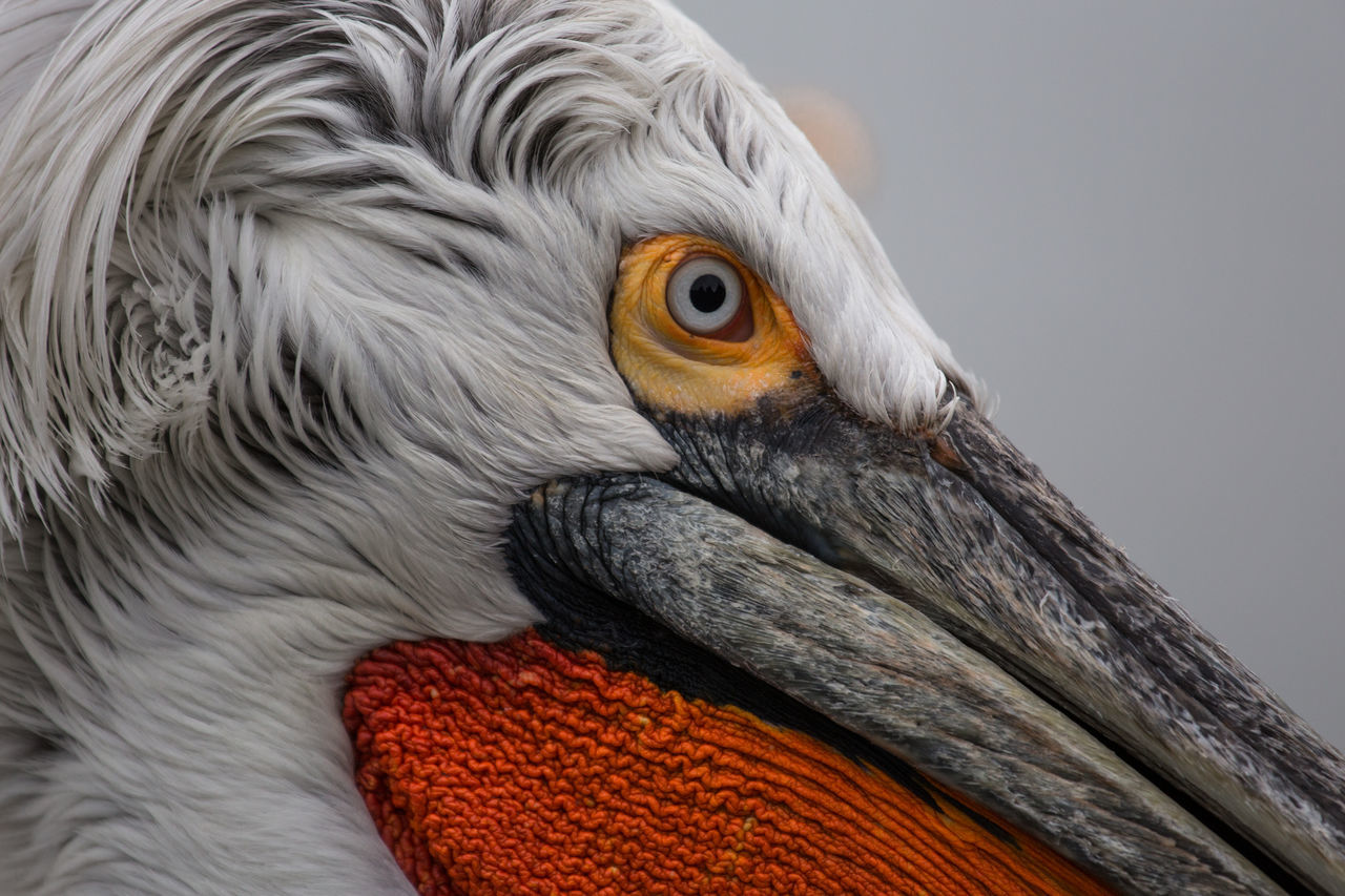 CLOSE-UP OF BIRD