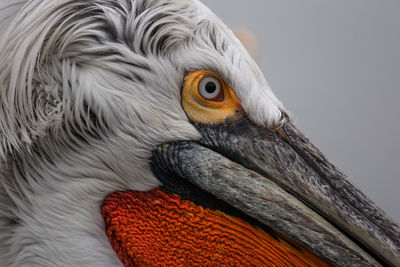 Close-up of a bird