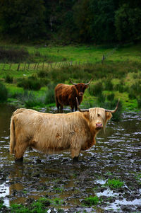 Highland cattle in pasture