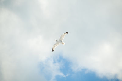 Low angle view of bird flying against sky