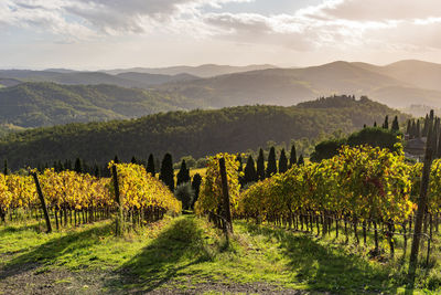 Scenic view of vineyard against sky