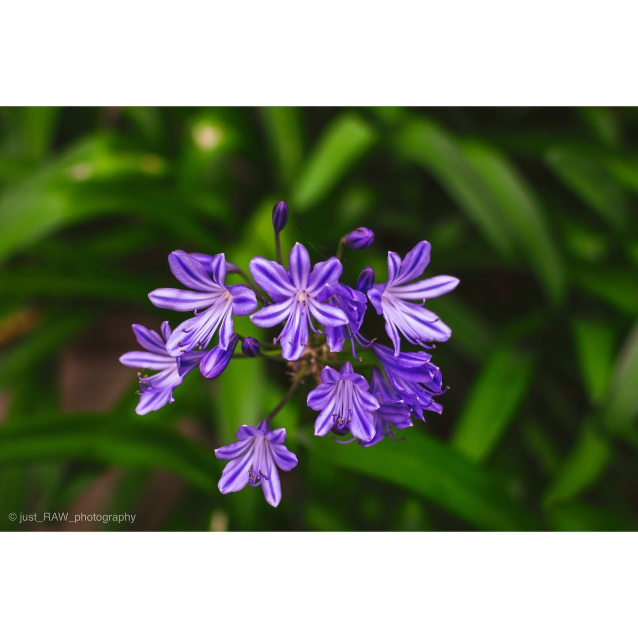 CLOSE-UP OF PURPLE FLOWERS