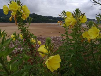 Yellow flowers growing in field