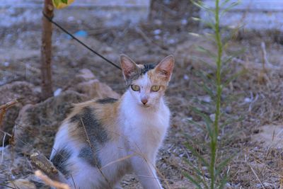 Portrait of a cat on field