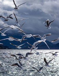 Seagulls flying over water