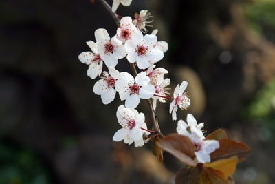 Close-up of apple blossoms in spring