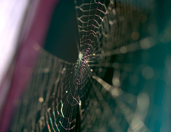 Close-up of spider on web