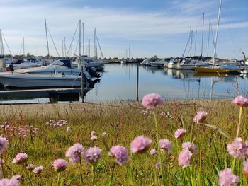 View of sailboats in marina