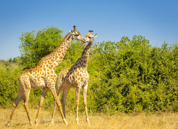 Giraffe pair in the wild in chobe national park, botswana, africa