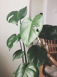 Close-up of green leaf on plant