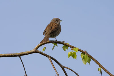 Low angle view of bird perching on branch against sky