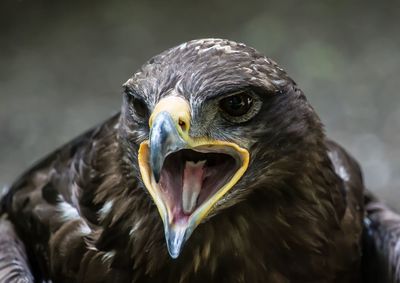 Close-up portrait of eagle