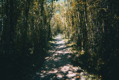 Trees growing in forest